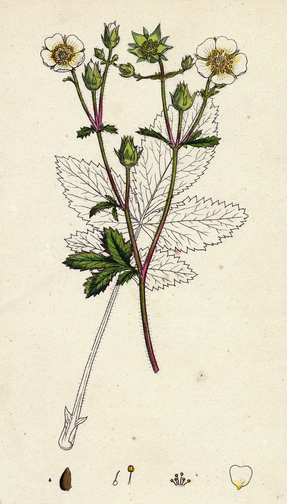 Detail of Potentilla Rupestris Strawberry-Flowered Cinquefoil by Anonymous