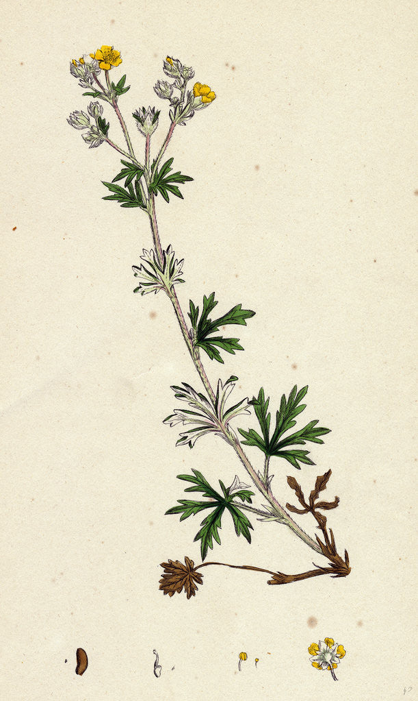 Detail of Potentilla Argentea Hoary Cinquefoil by Anonymous