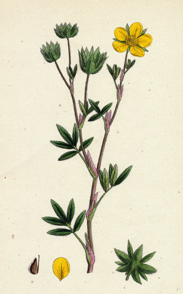 Detail of Potentilla Fruticosa Shrubby Cinquefoil by Anonymous