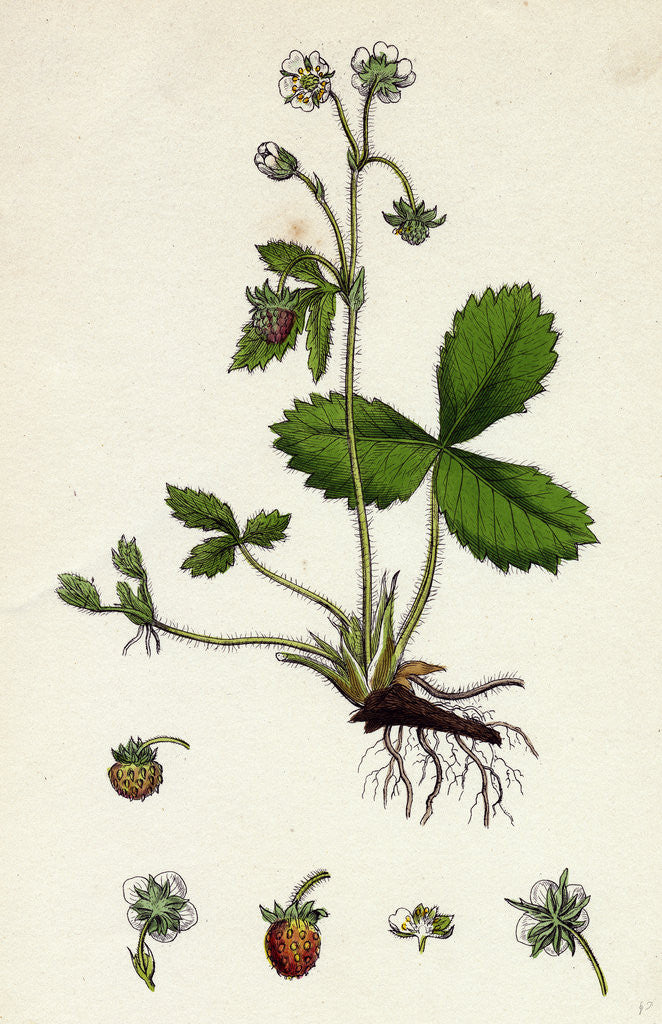 Detail of Fragaria Vesca Wild Strawberry by Anonymous