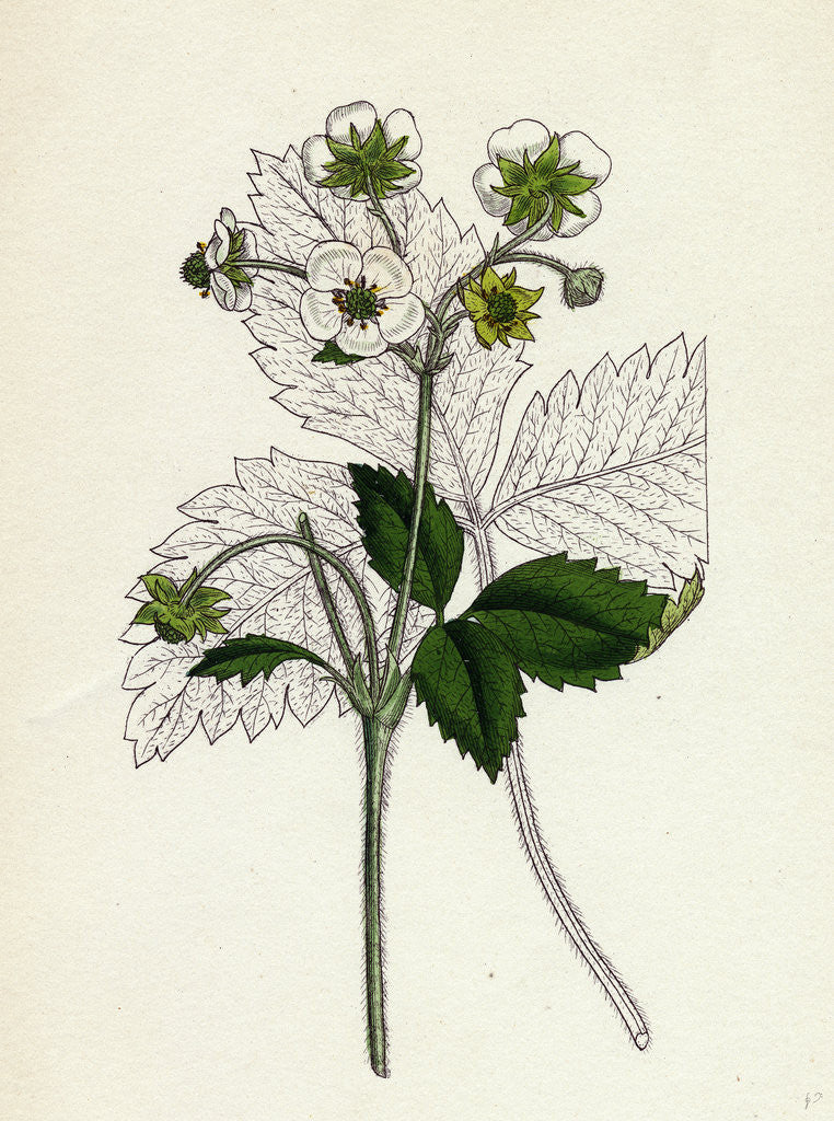 Detail of Fragaria Elatior Hautbois Strawberry by Anonymous