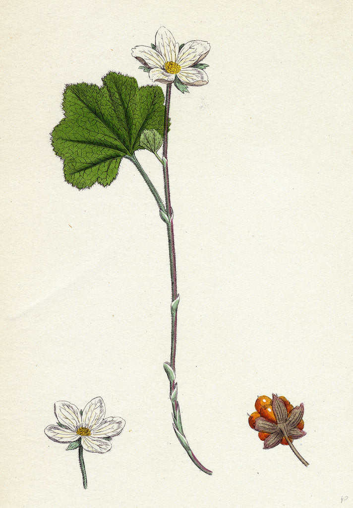Detail of Rubus Chamaemorus Cloudberry by Anonymous