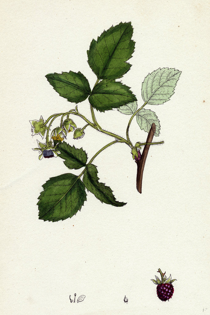 Detail of Rubus Idaeus Raspberry by Anonymous