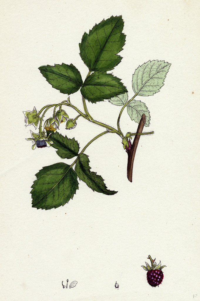 Detail of Rubus Idaeus Raspberry by Anonymous