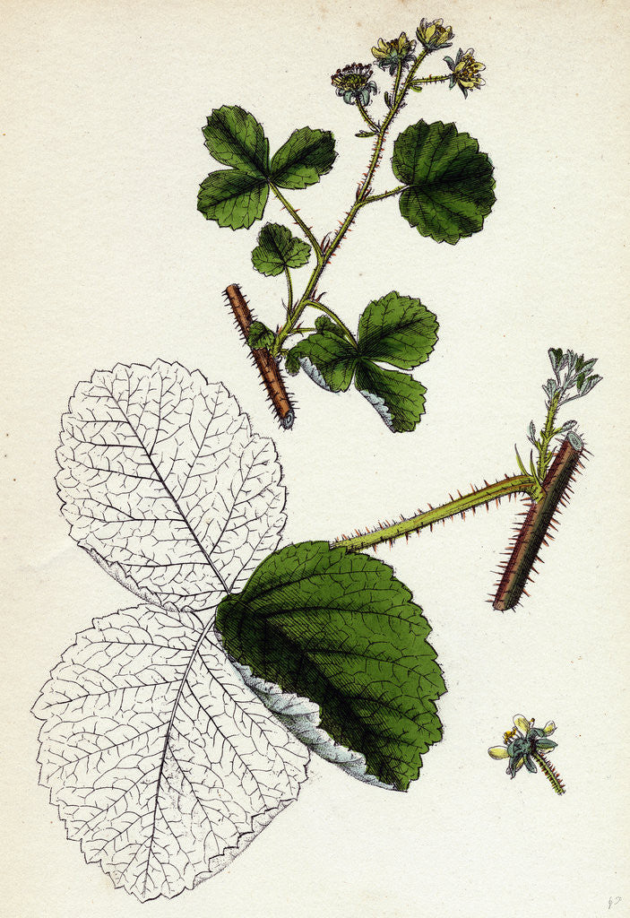 Detail of Rubus Leesii Lees' Raspberry by Anonymous