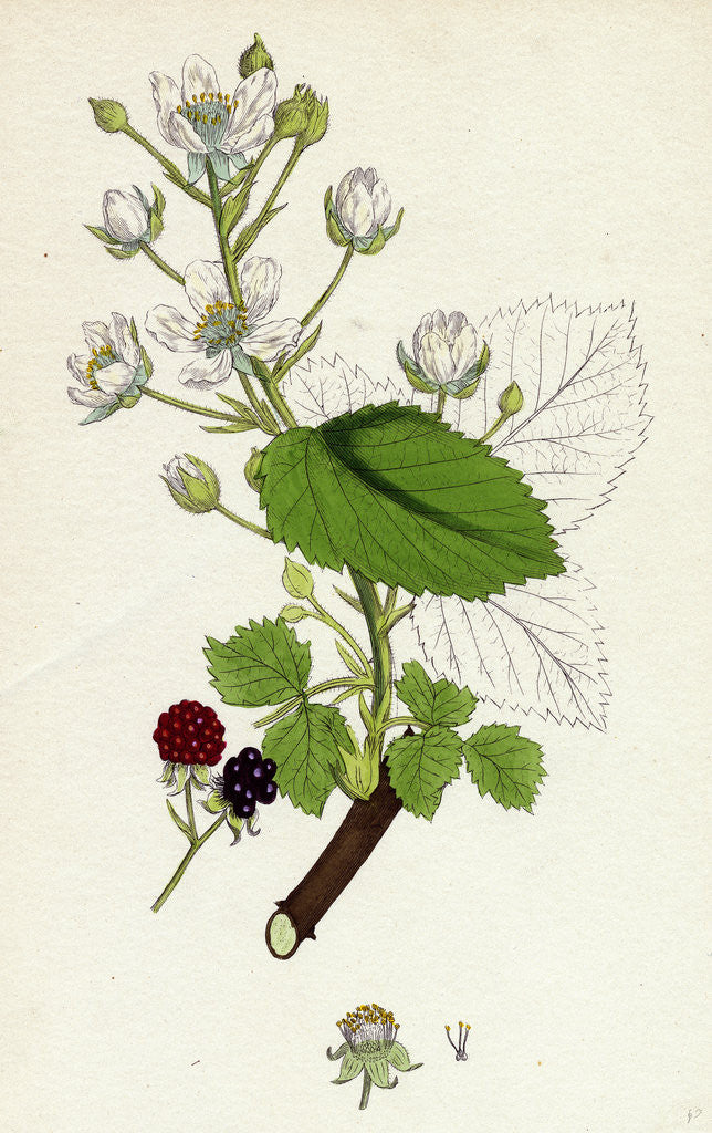 Detail of Rubus Suberectus Suberect Bramble by Anonymous