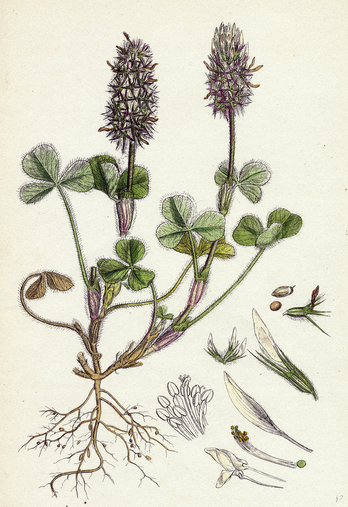 Detail of Trifolium Molinerii Balbi's Trefoil by Anonymous