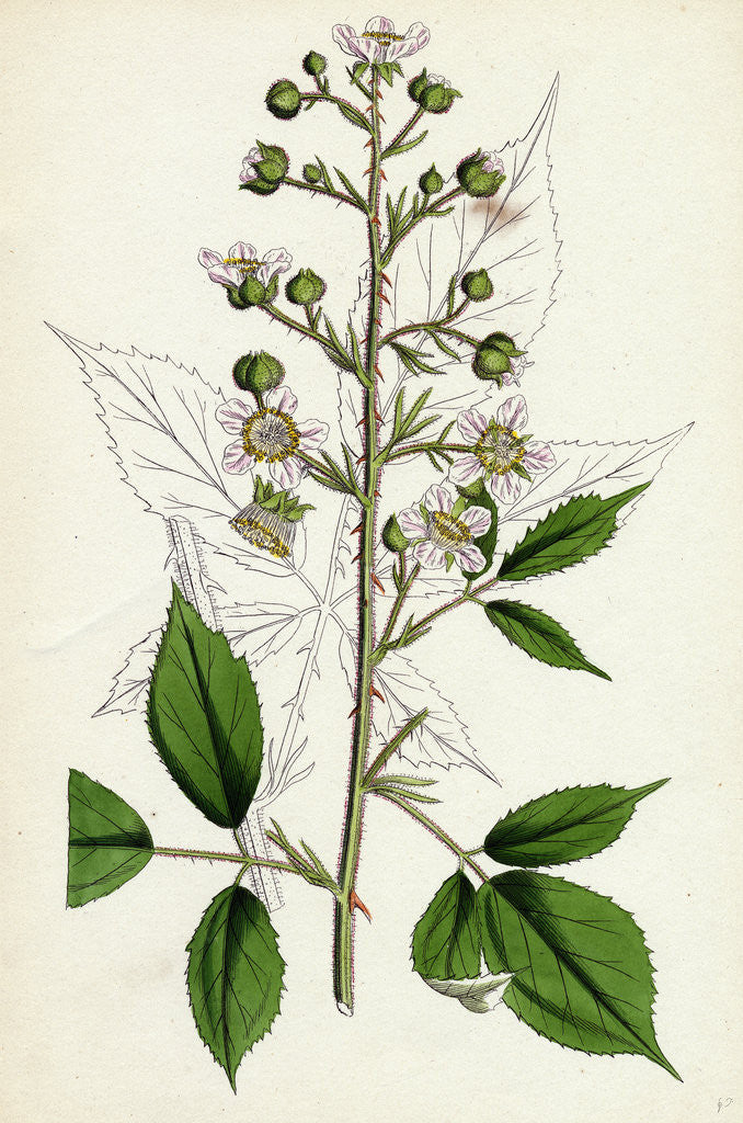 Detail of Rubus Radula File-Stemmed Bramble by Anonymous