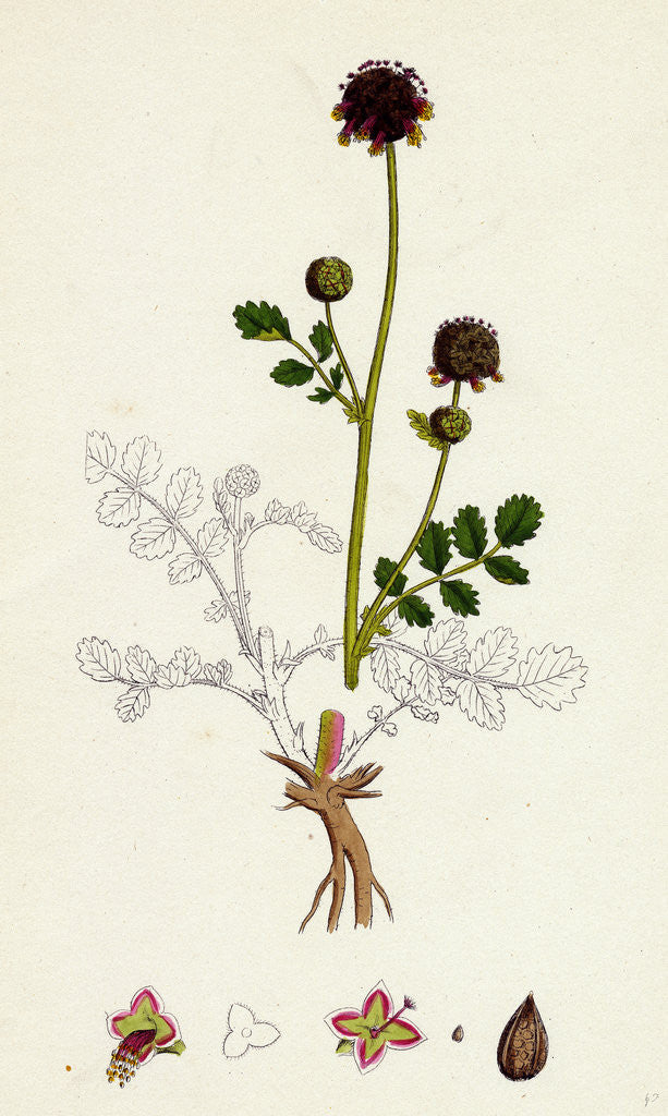 Detail of Poterium Sanguisorba Common Salad Burnet by Anonymous