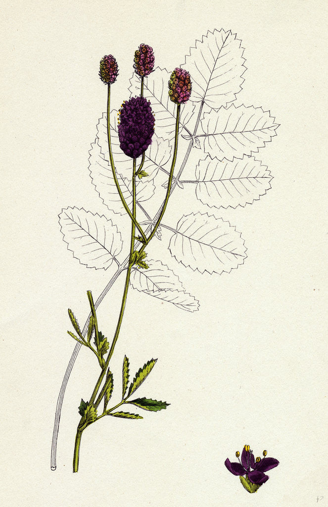 Detail of Sanguisorba Officinalis Great Burnet by Anonymous