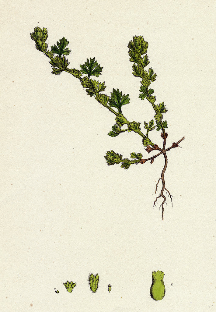 Detail of Alchemilla Arvensis Parsley-Piert by Anonymous
