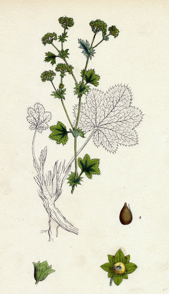 Detail of Alchemilla Vulgaris Common Lady's-Mantle by Anonymous