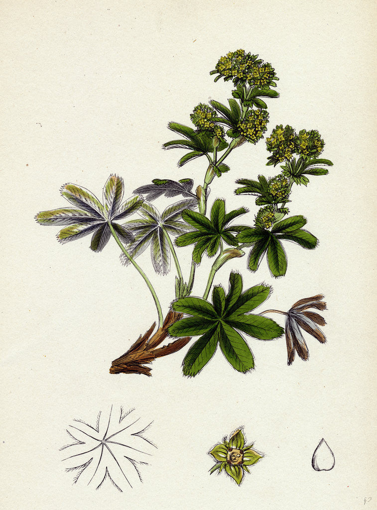 Detail of Alchemilla Conjuncta Silvery Lady's-Mantle by Anonymous