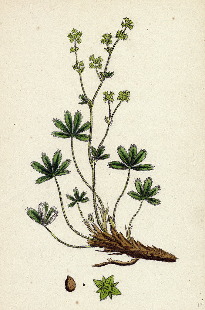 Detail of Alchemilla Alpina Alpine Lady's-Mantle by Anonymous