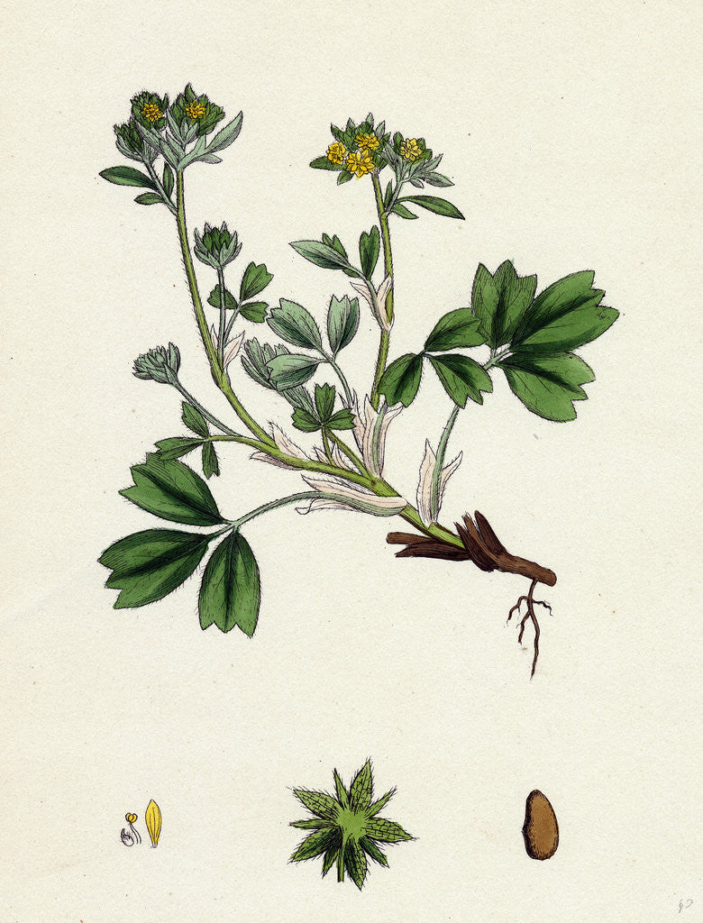 Detail of Potentilla Sibbaldia Procumbent Sibbaldia by Anonymous