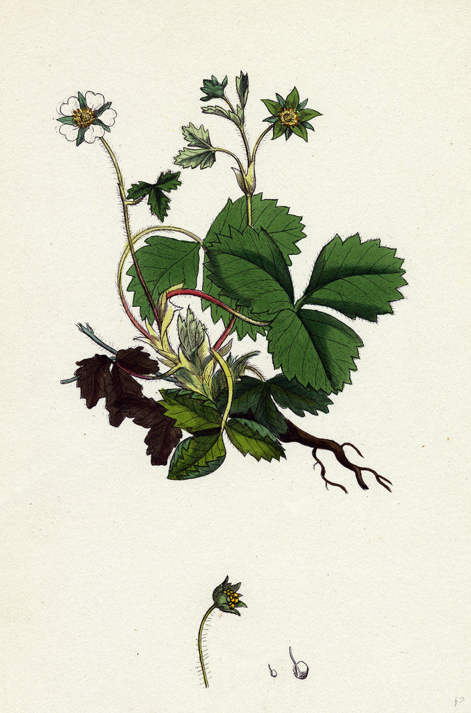 Detail of Potentilla Fragariastrum Barren Strawberry by Anonymous