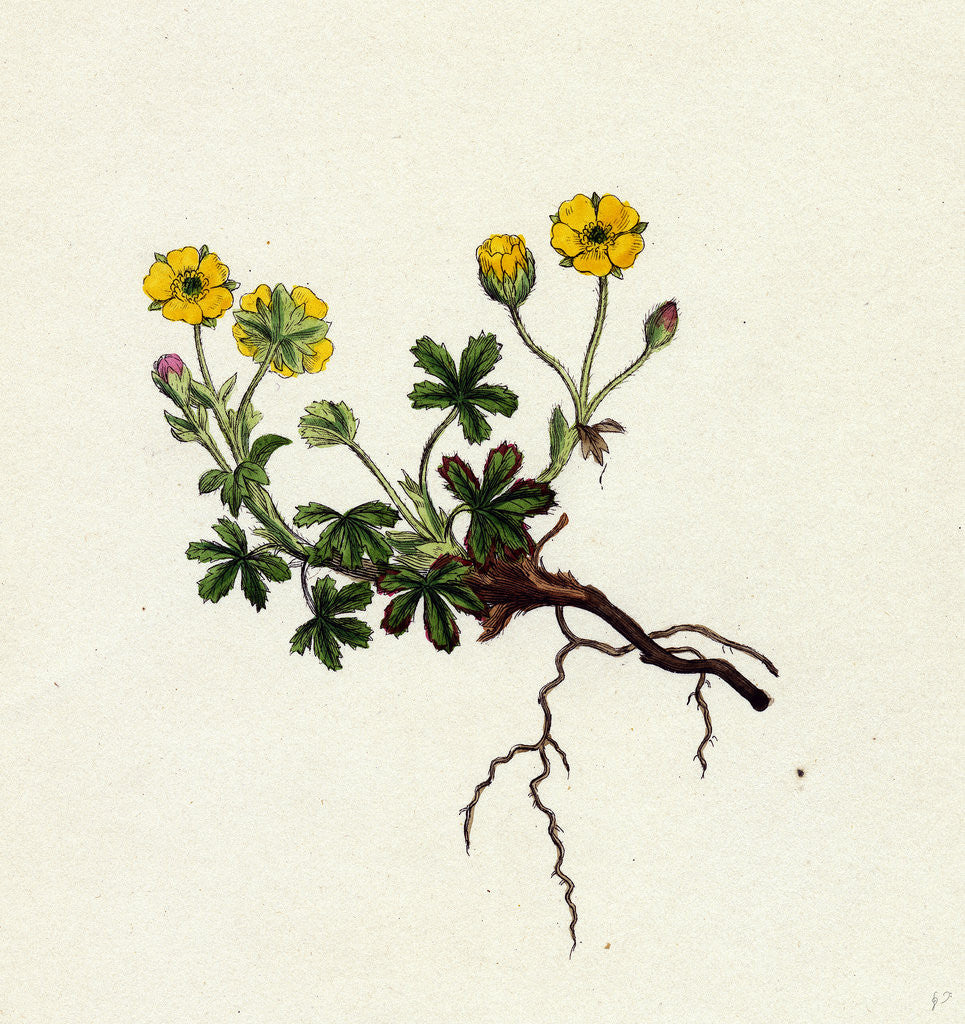 Detail of Potentilla Verna Spring Cinquefoil by Anonymous