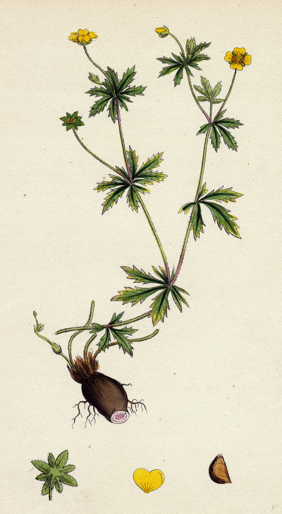 Detail of Potentilla Eu-Tormentilla Common Tormentil by Anonymous