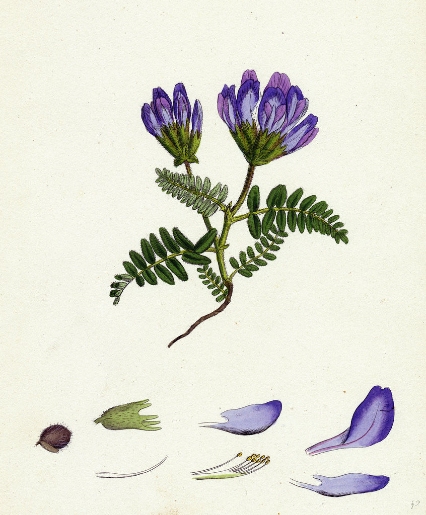 Detail of Astragalus Hypoglottis Purple Milk-Vetch by Anonymous