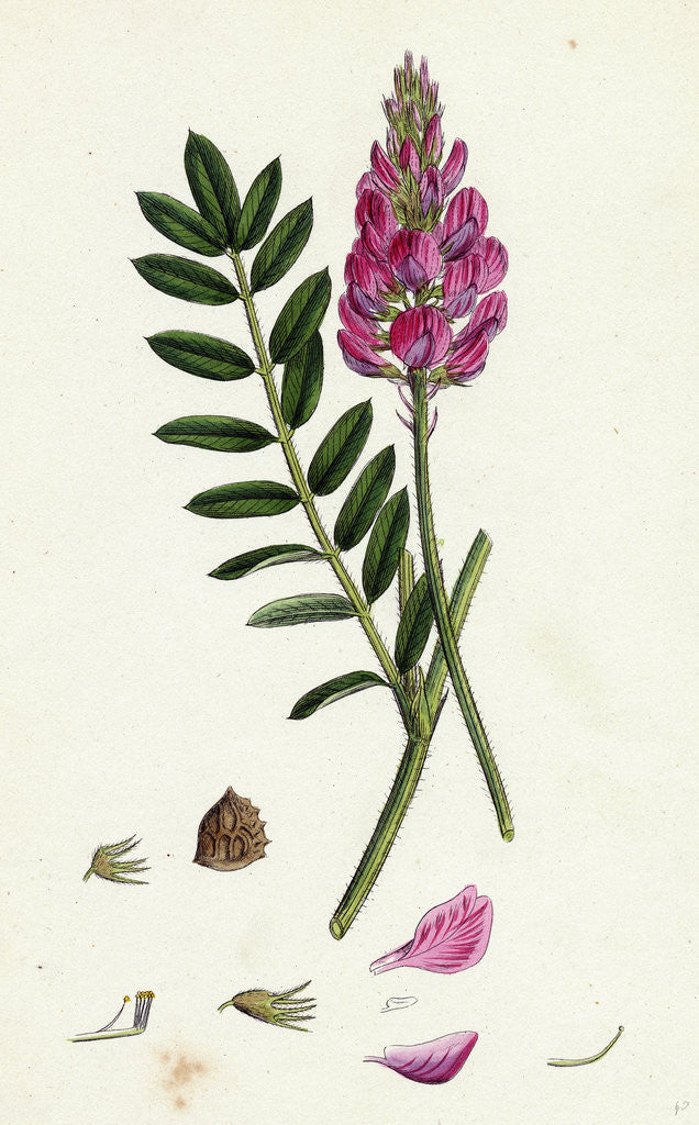 Detail of Onobrychis Sativa Saintfoin by Anonymous