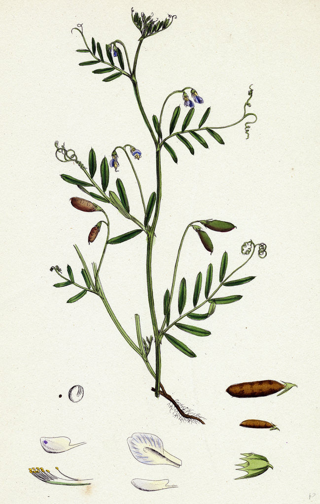 Detail of Vicia Tetrasperma Four-Seeded Slender Tare by Anonymous