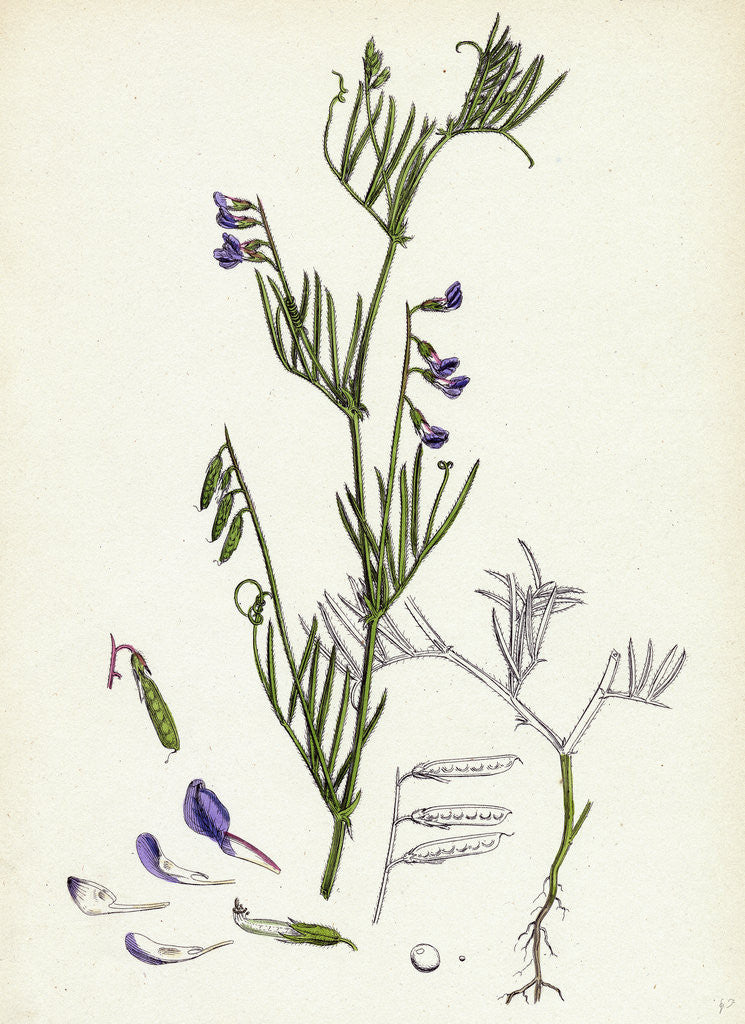 Detail of Vicia Gracilis Many-Seeded Slender Tare by Anonymous