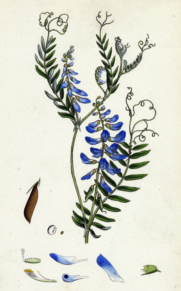 Detail of Vicia Cracca Tufted Vetch by Anonymous