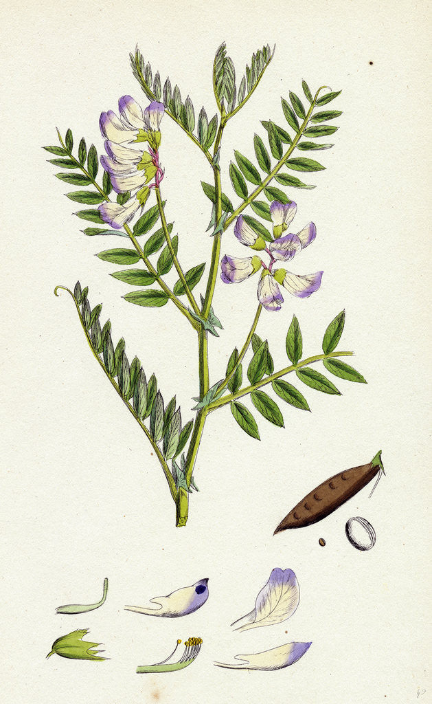 Detail of Vicia Orobus Wood Bitter Vetch by Anonymous