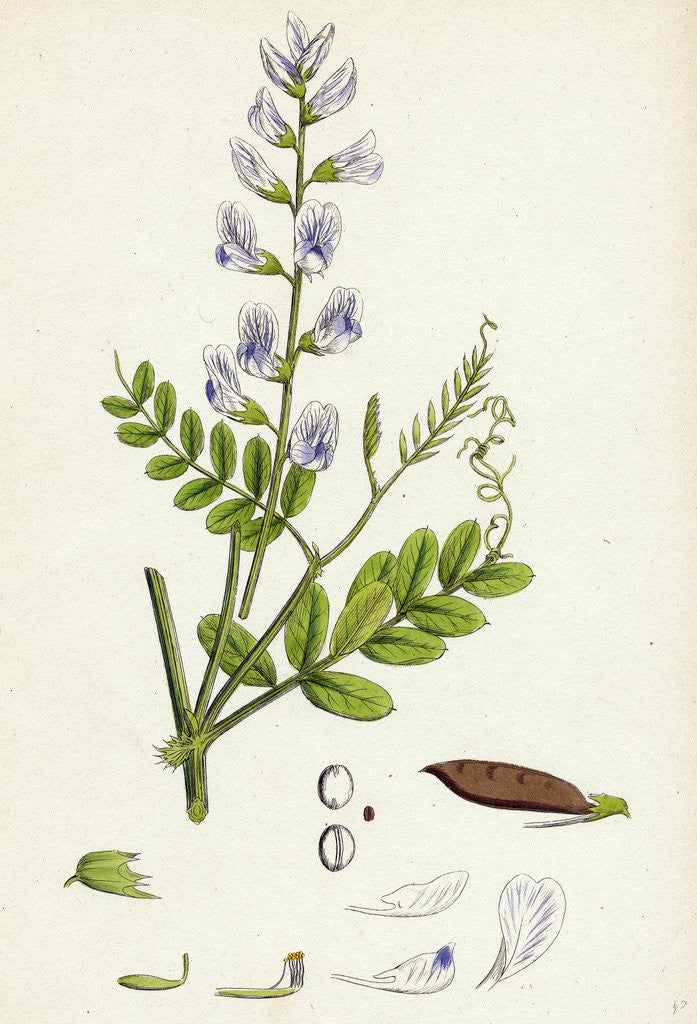 Detail of Vicia Sylvatica Wood Vetch by Anonymous