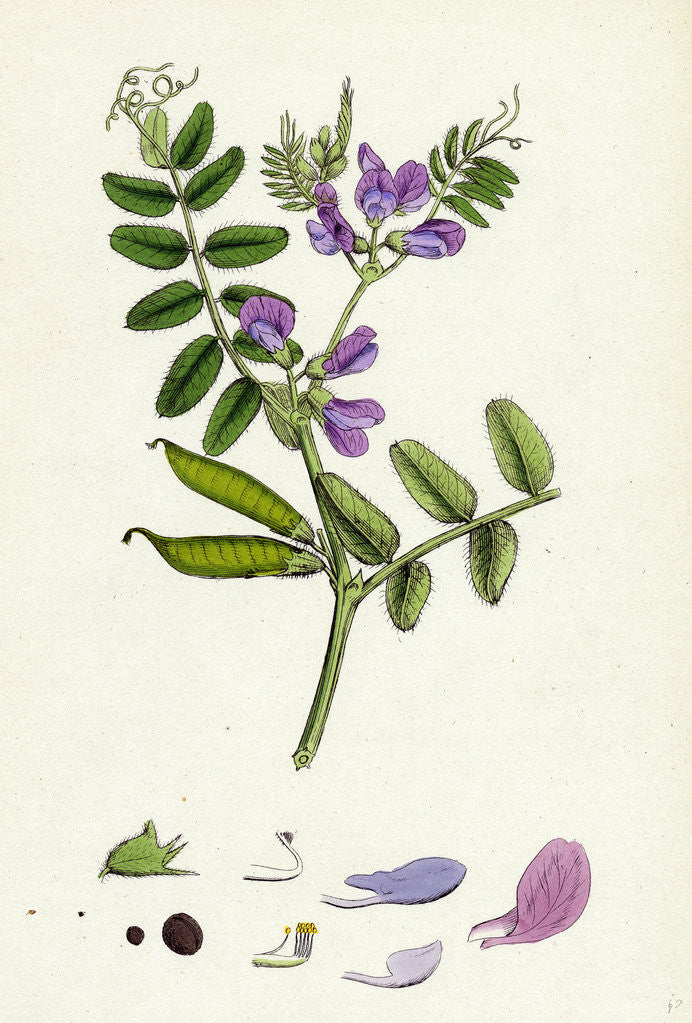 Detail of Vicia Sepium Bush Vetch by Anonymous