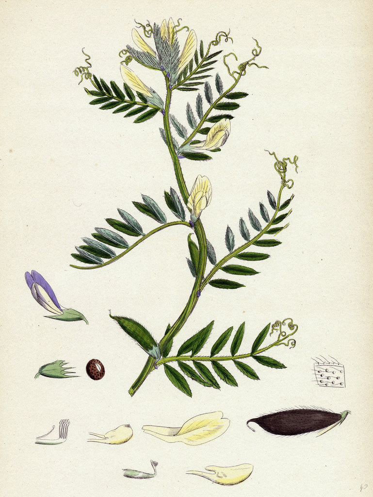 Detail of Vicia Eu-Lutea Bush-Podded Yellow Vetch by Anonymous