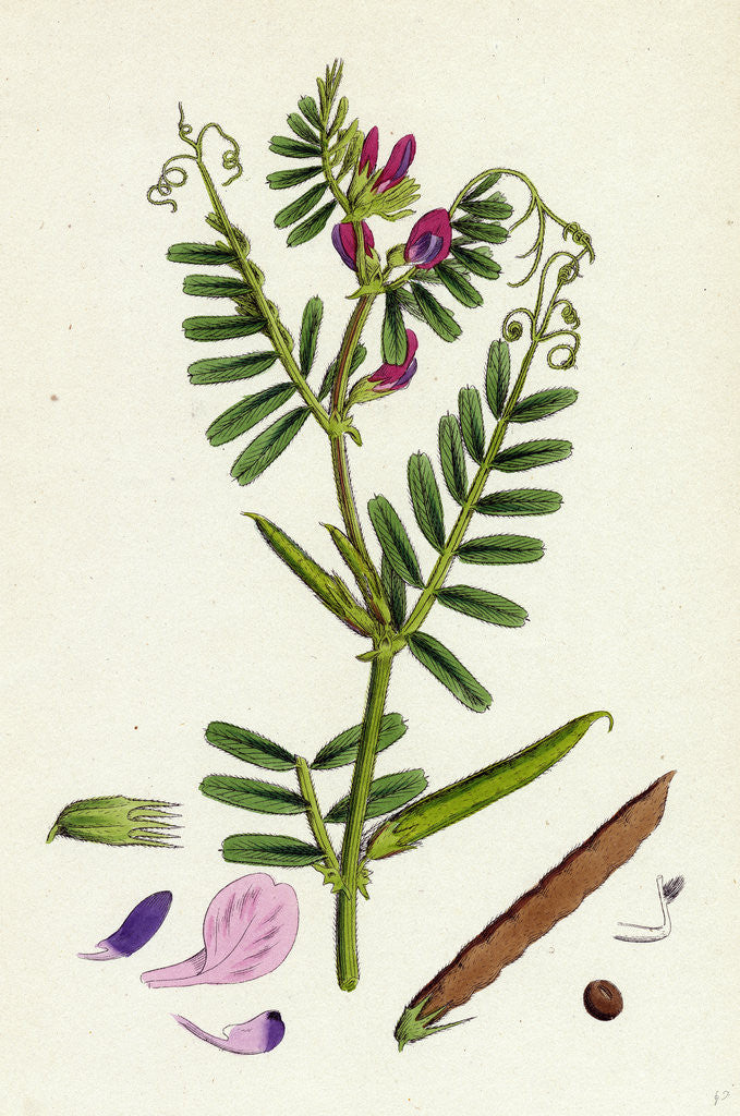 Detail of Vicia Eu-Sativa Common Cultivated Vetch by Anonymous