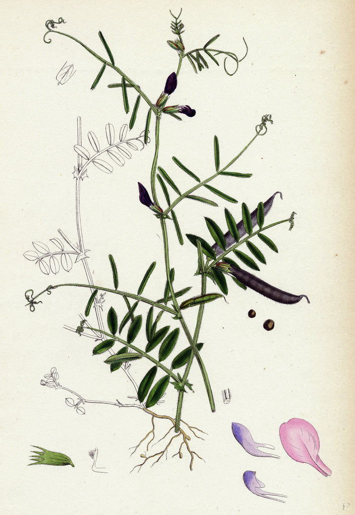Detail of Vicia Angustifolia Var. A Segetalis Common Wild Vetch Var. A. by Anonymous