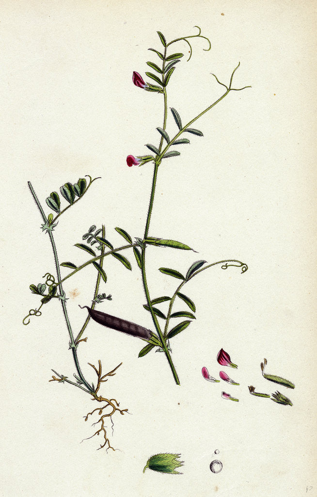 Detail of Vicia Angustifolia Var. B Bobartii Common Wild Vetch Var. B. by Anonymous