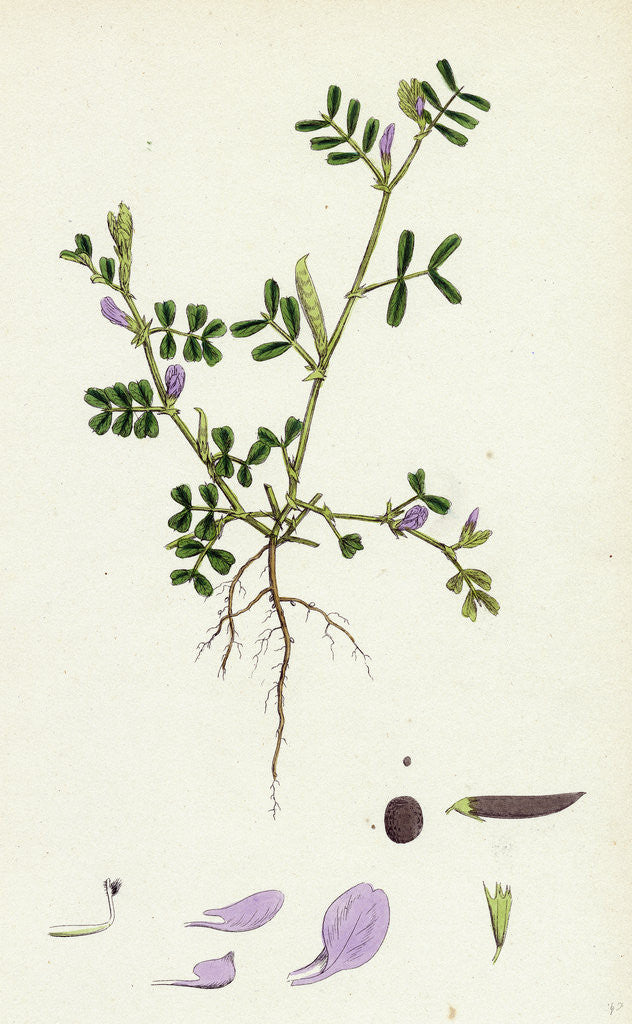 Detail of Vicia Lathyroides Spring Vetch by Anonymous