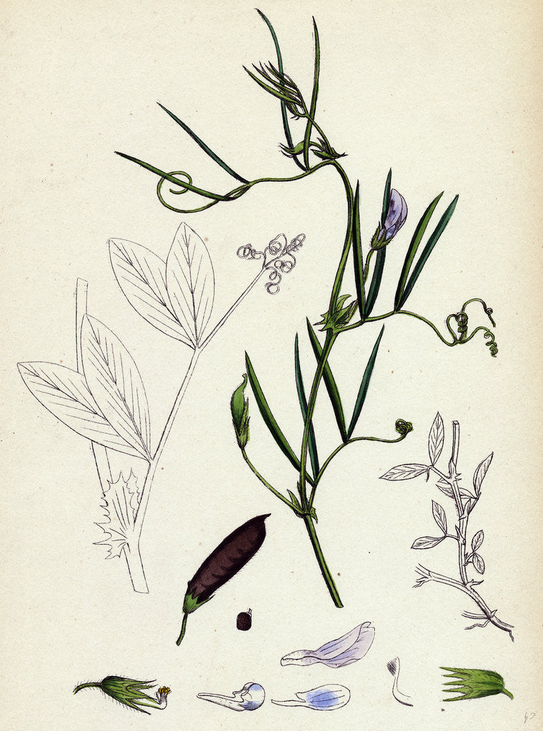 Detail of Vicia Bithynica Bithynian Vetch by Anonymous