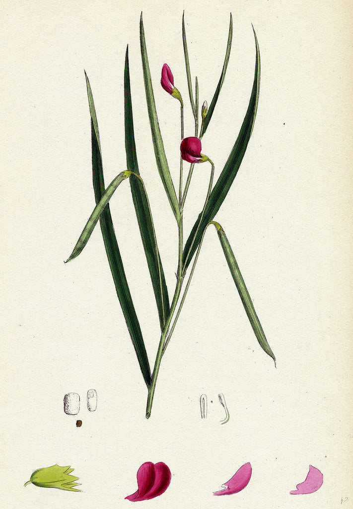 Detail of Lathyrus Nissolia Grass-Leaved Vetchling by Anonymous