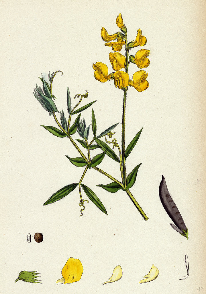 Detail of Lathyrus Pratensis Meadow Vetchling by Anonymous