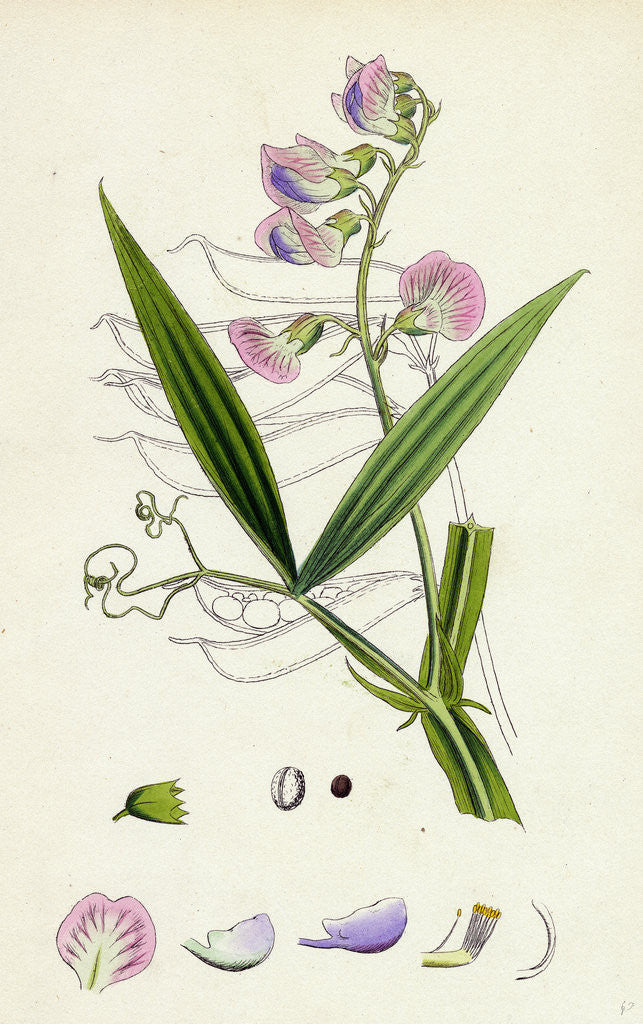 Detail of Lathyrus Sylvestris Narrow-Leaved Everlasting Pea by Anonymous