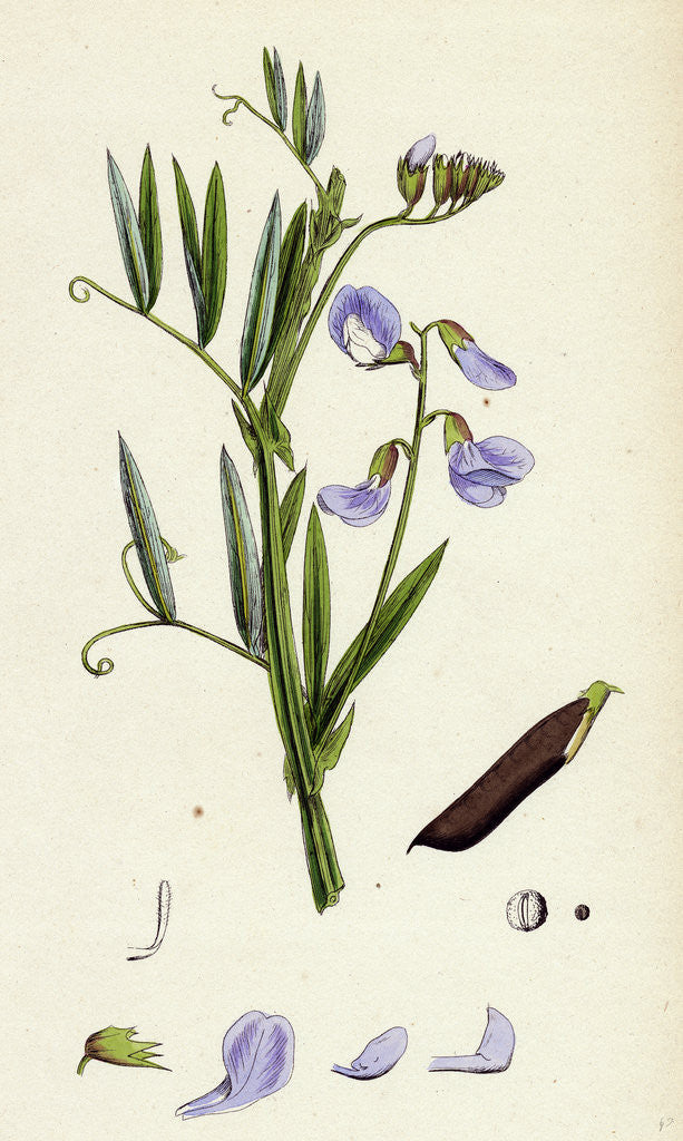 Detail of Lathyrus Palustris Marsh Vetchling by Anonymous