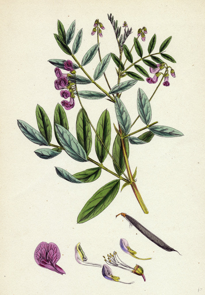 Detail of Lathyrus Niger Black Bitter Vetch by Anonymous