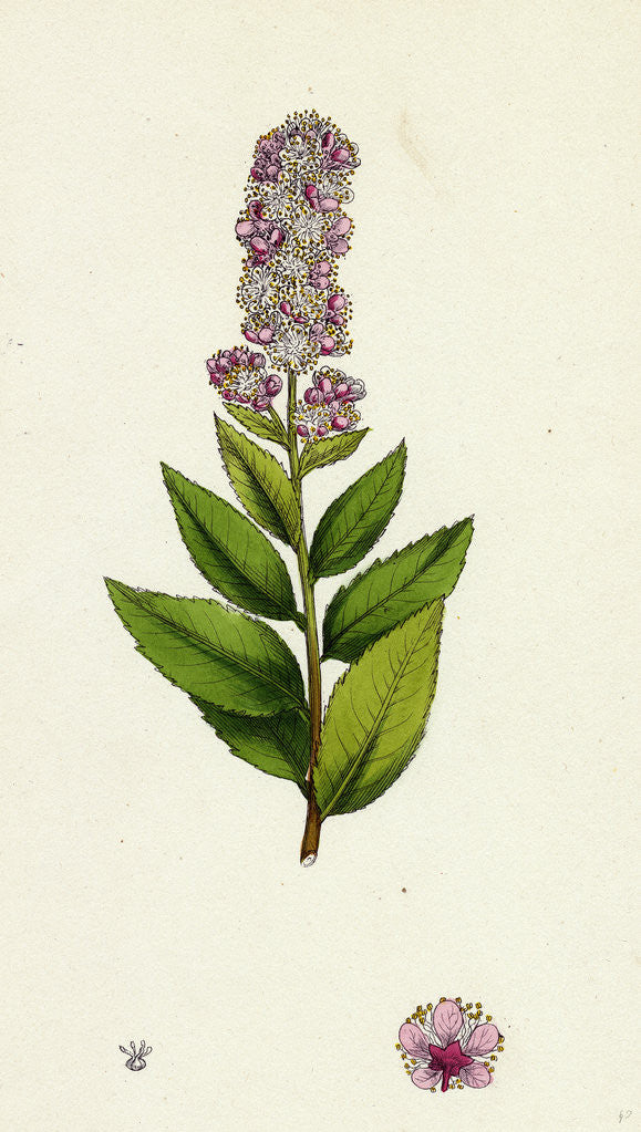 Detail of Spiraea Salicifolia Willow-Leaved Spiraea by Anonymous