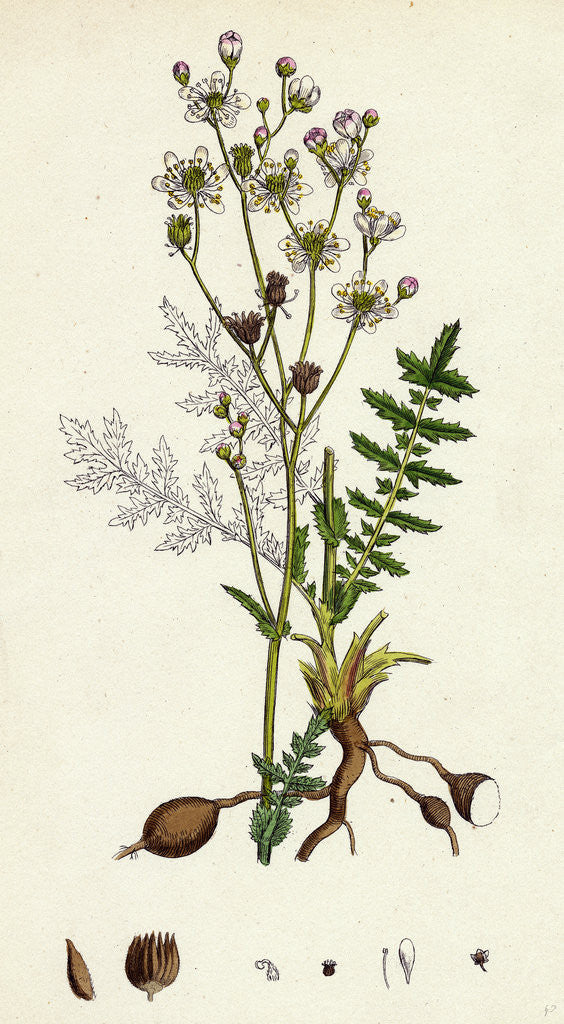 Detail of Spiraea Filipendula Dropwort by Anonymous