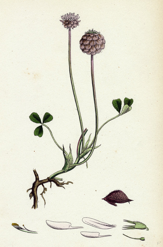 Detail of Trifolium Fragiferum Strawberry-Headed Trefoil by Anonymous