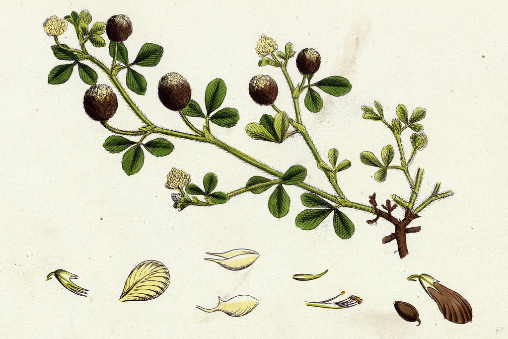 Detail of Trifolium Procumbens Hop Trefoil by Anonymous