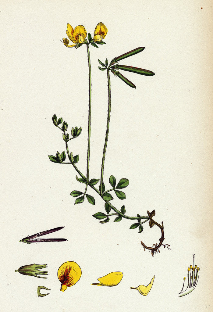 Detail of Lotus Eu-Corniculatus Common Bird's-Foot Trefoil by Anonymous