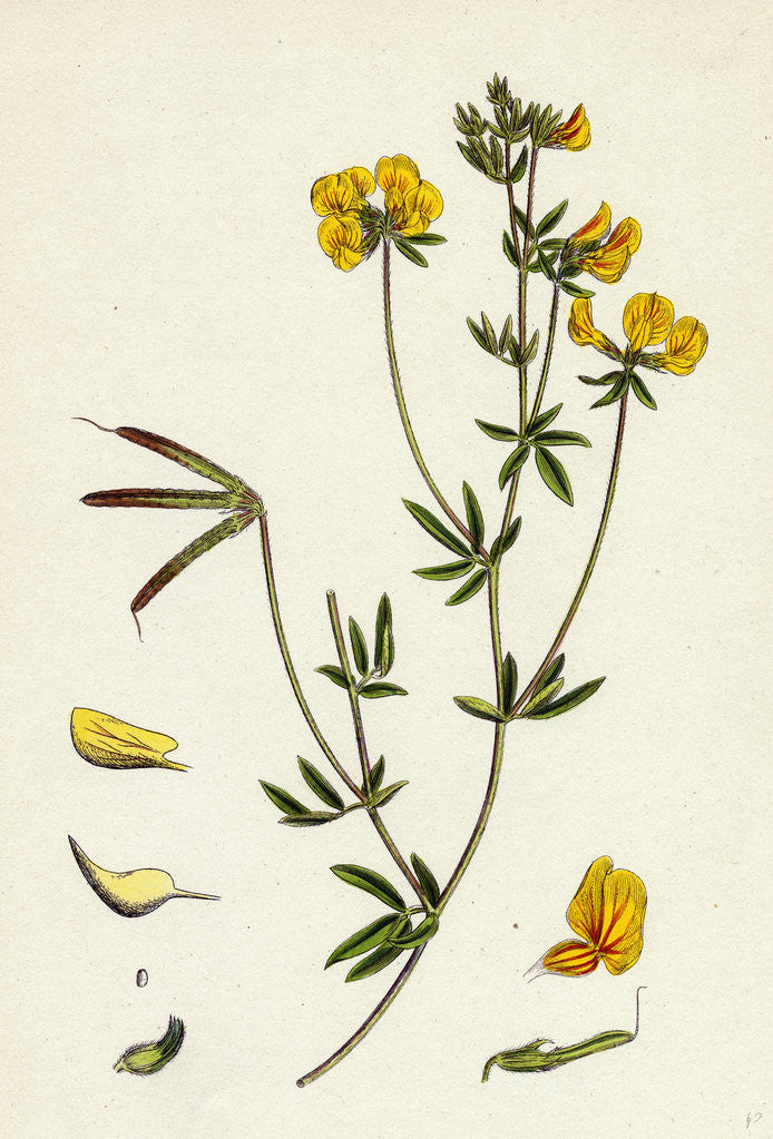 Detail of Lotus Tenuis Slender Bird's-Foot Trefoil by Anonymous