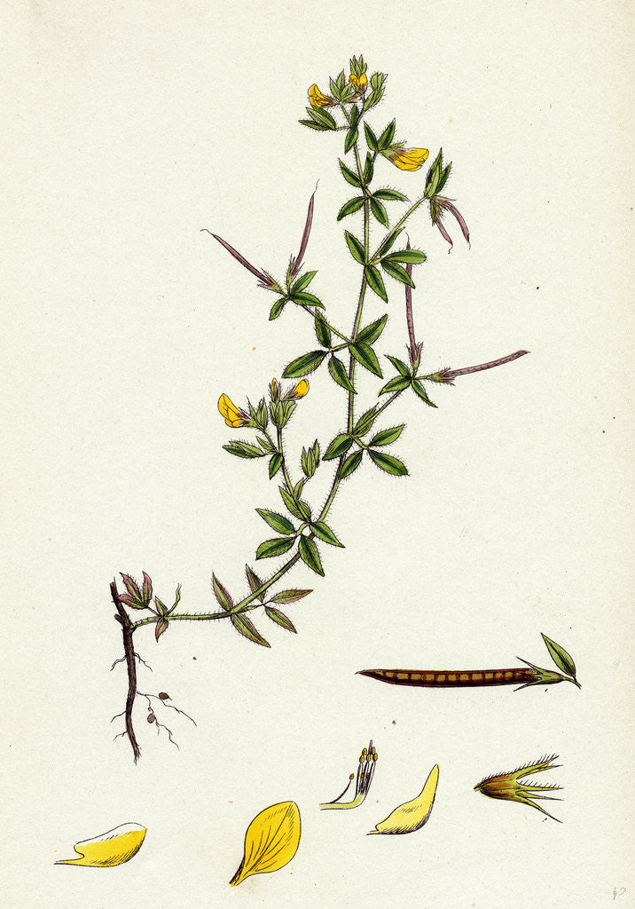 Detail of Lotus Diffusus Long-Podded Small Bird's-Foot Trefoil by Anonymous