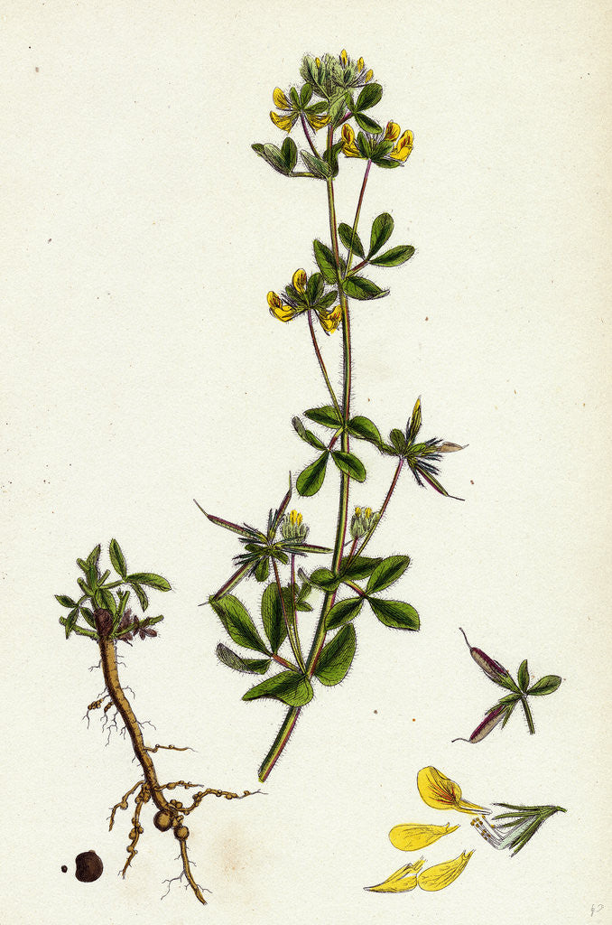 Detail of Lotus Hispidus Short-Podded Small Bird's-Foot Trefoil by Anonymous