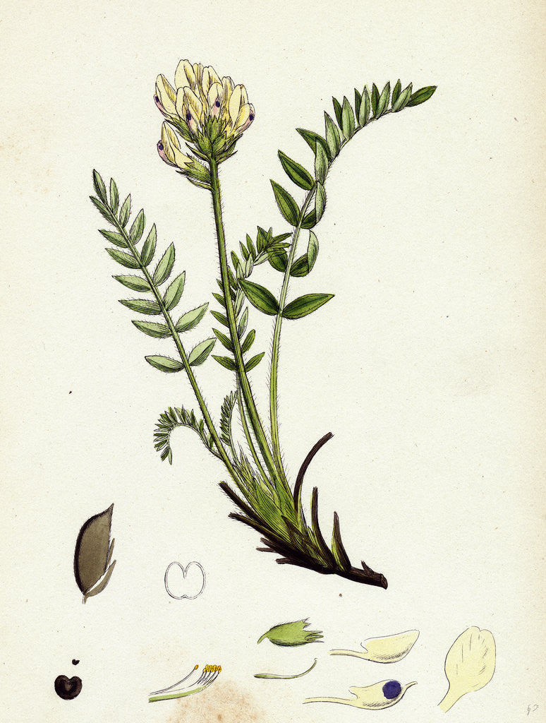 Detail of Oxytropis Campestris Pale-Yellow Oxytropis by Anonymous